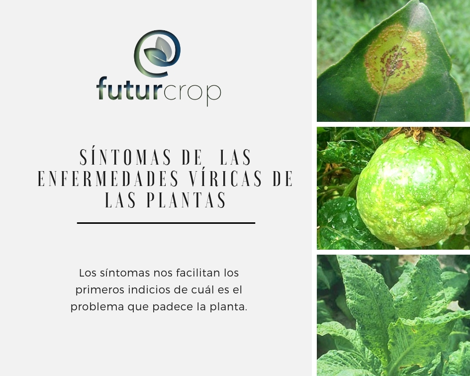 Ejemplos de síntomas de enfermedades víricas en las plantas