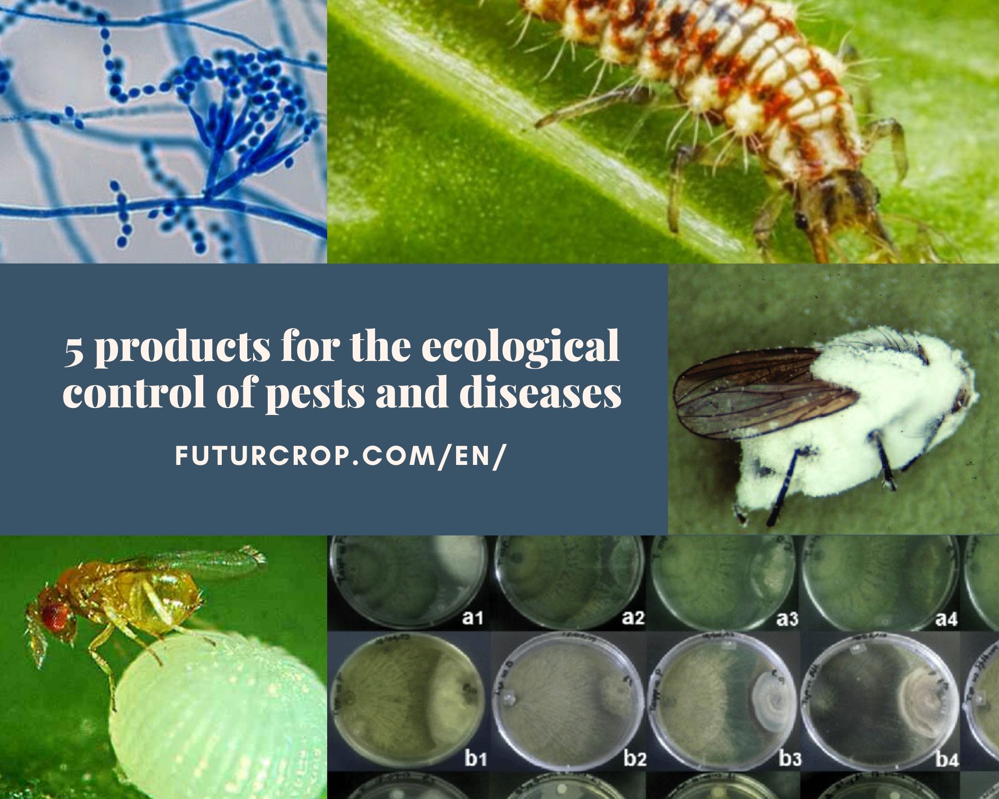 5 products for the ecological control of pests and diseases