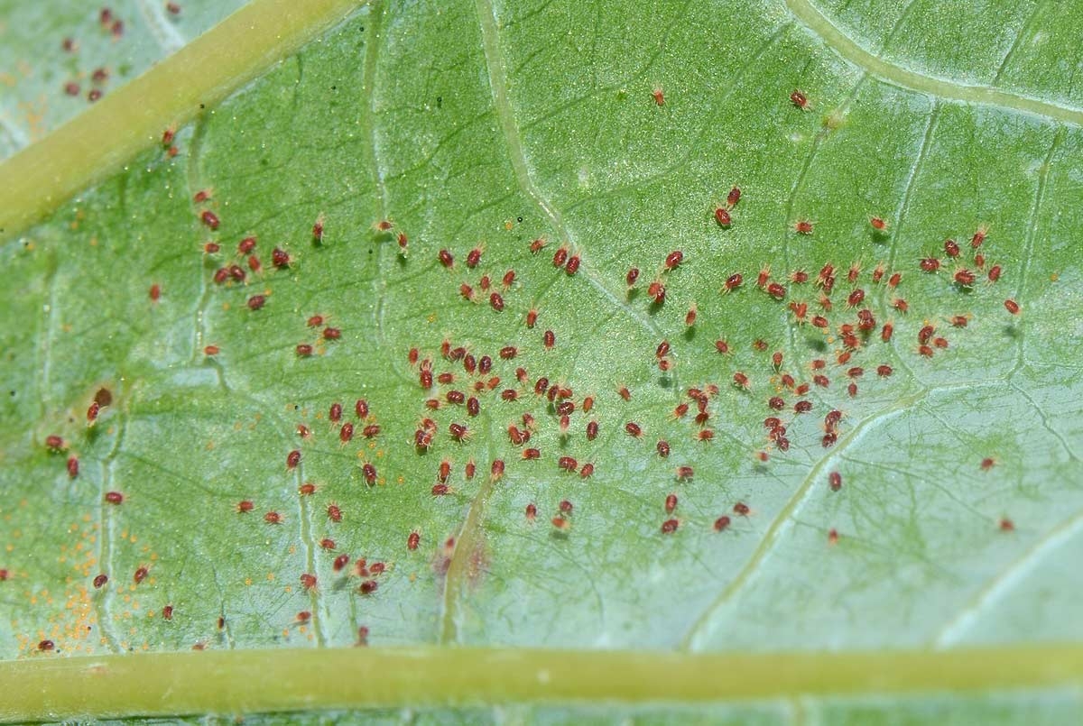 Effective control of the red spider mite
