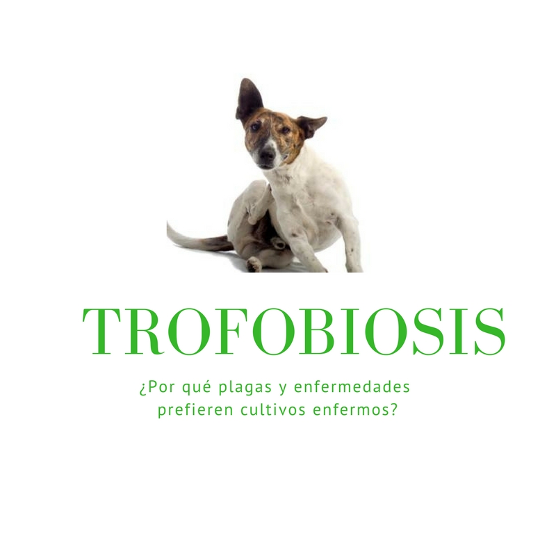Trofobiosis (A perro flaco, todo son pulgas)