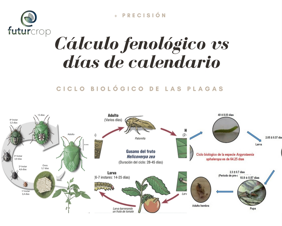 El ciclo biológico de las plagas: cálculo fenológico vs cálculo en días
