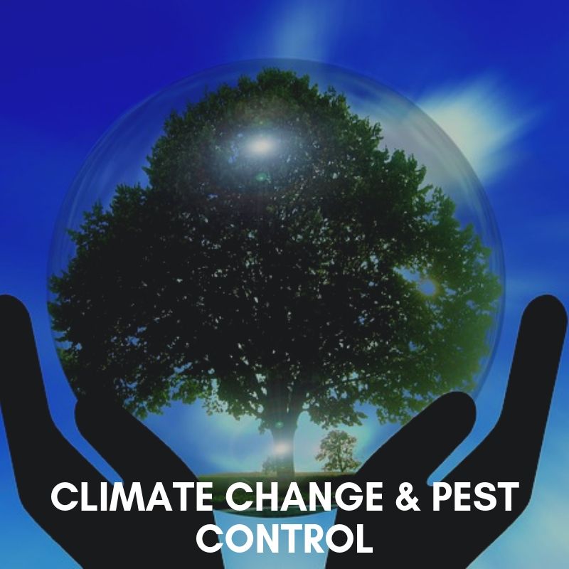 Potential effects of climate change of insect pest dynamics