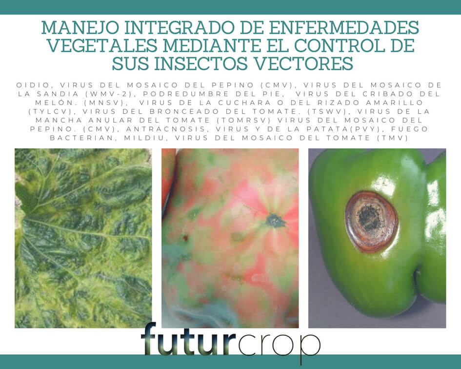 Manejo Integrado de Enfermedades vegetales mediante el control de sus insectos vectores