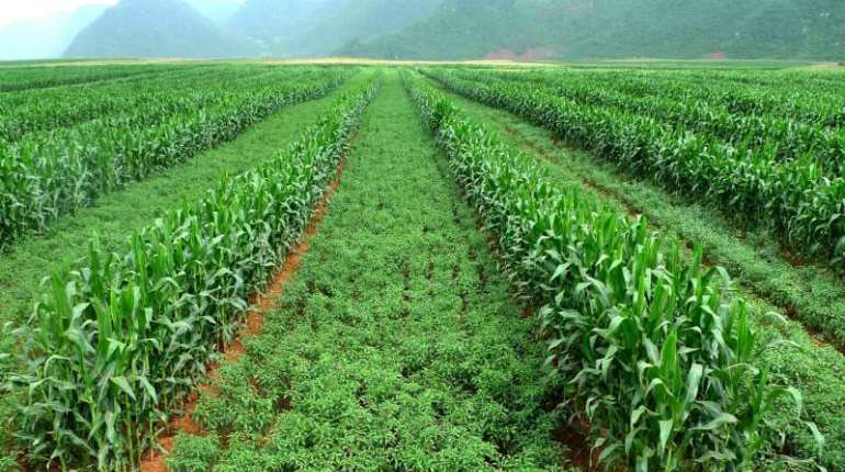 Ahorra en tratamientos contra las plagas plantando algunas plantas.