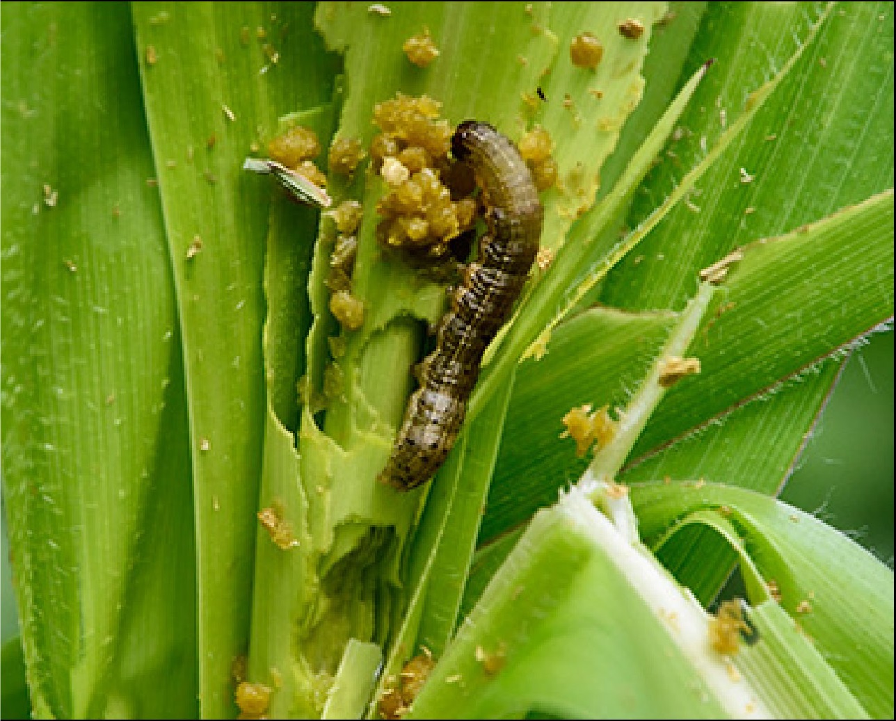 El gusano cogollero: grandes daños en el cultivo y gran gasto en insecticida.