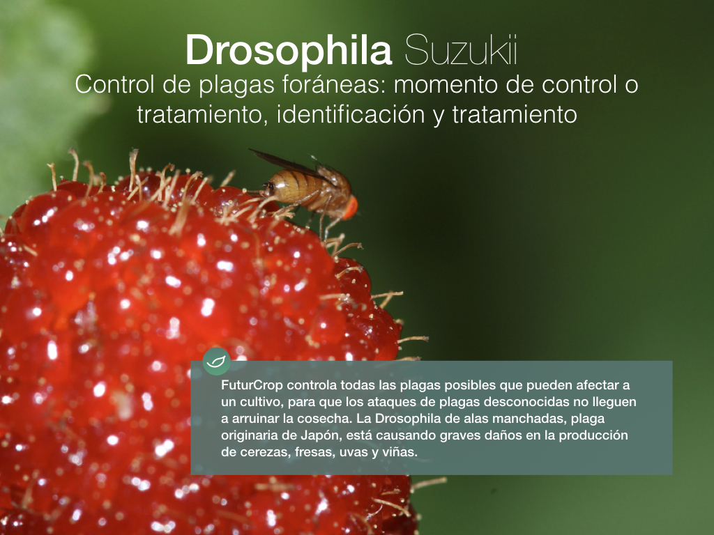 Se detectan en Chile, por primera vez, ejemplares de Drosophila suzukii