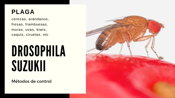 Métodos de control de Drosophila suzuki
