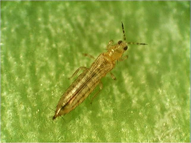 The dynamics of the thrips population