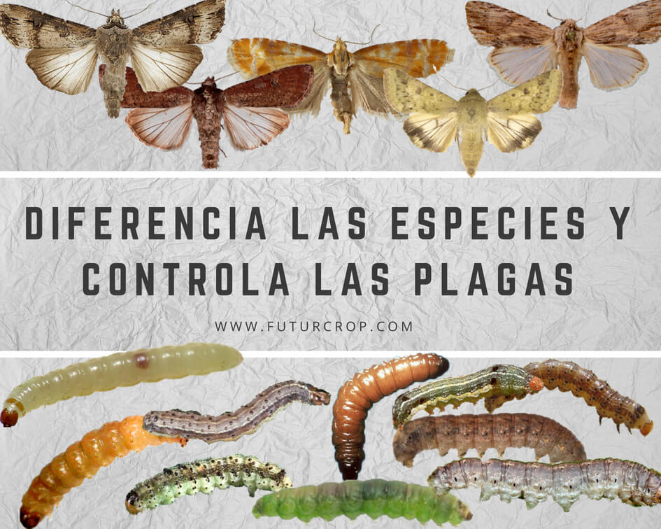 Identification of lepidopteran larvae of agricultural importance