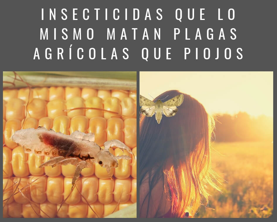 Insecticidas que lo mismo matan plagas agrícolas que piojos