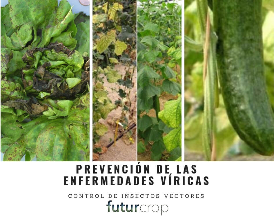 Prevención de las enfermedades víricas en los cultivos