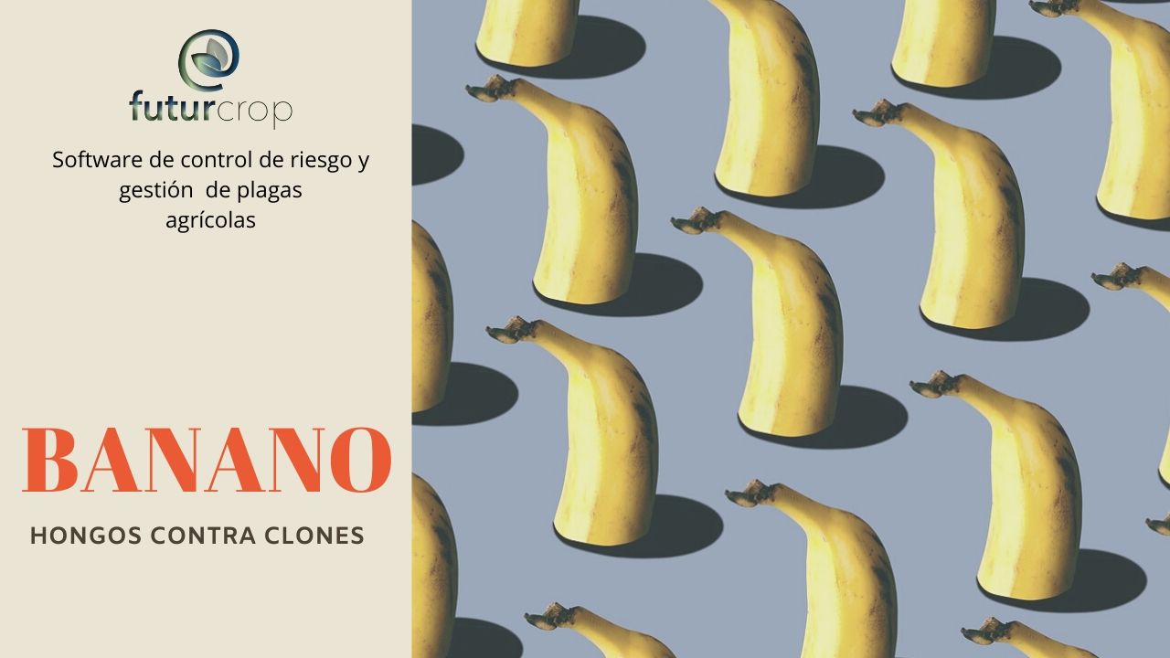 Banano: hongos contra clones