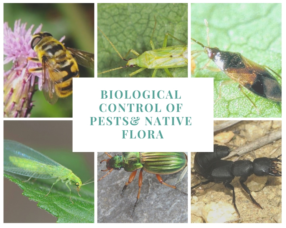 How to stimulate biodiversity and the biological control of pests