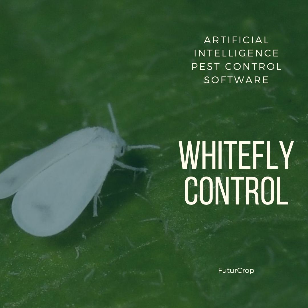 Measures to control whiteflies