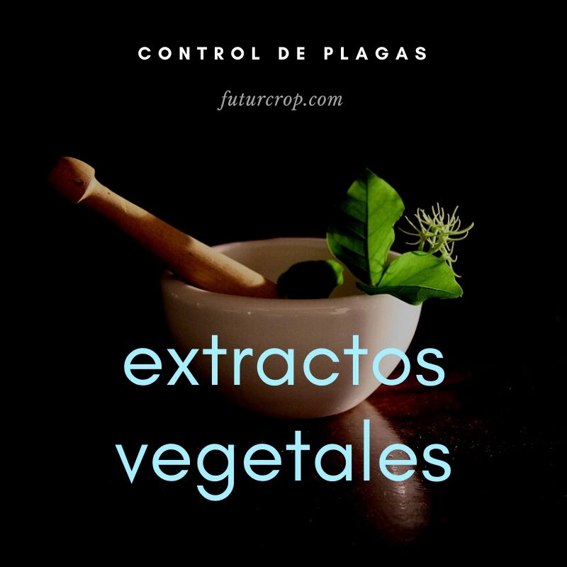 Control de plagas mediante extractos vegetales