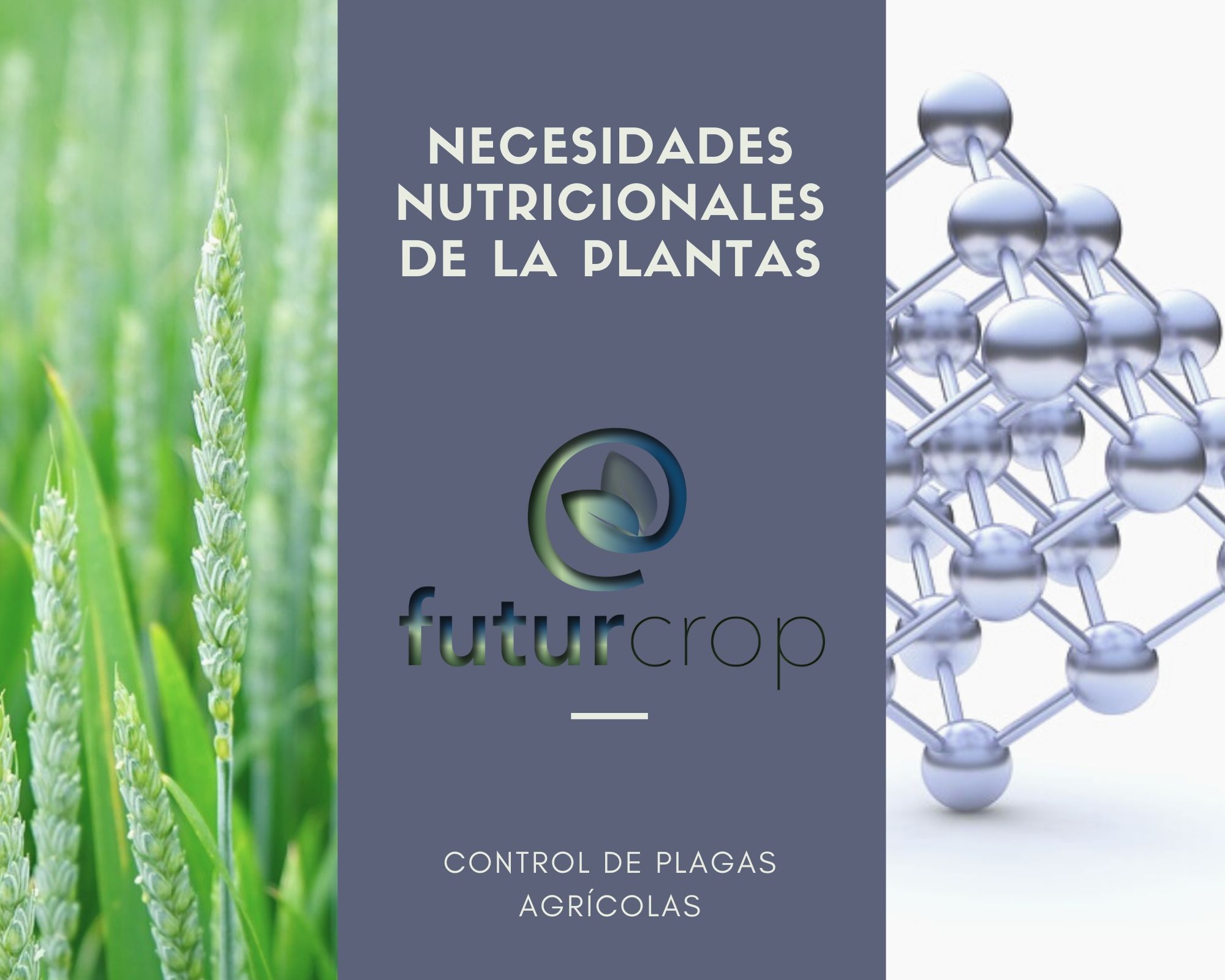 Síntomas de las necesidades nutricionales de la plantas