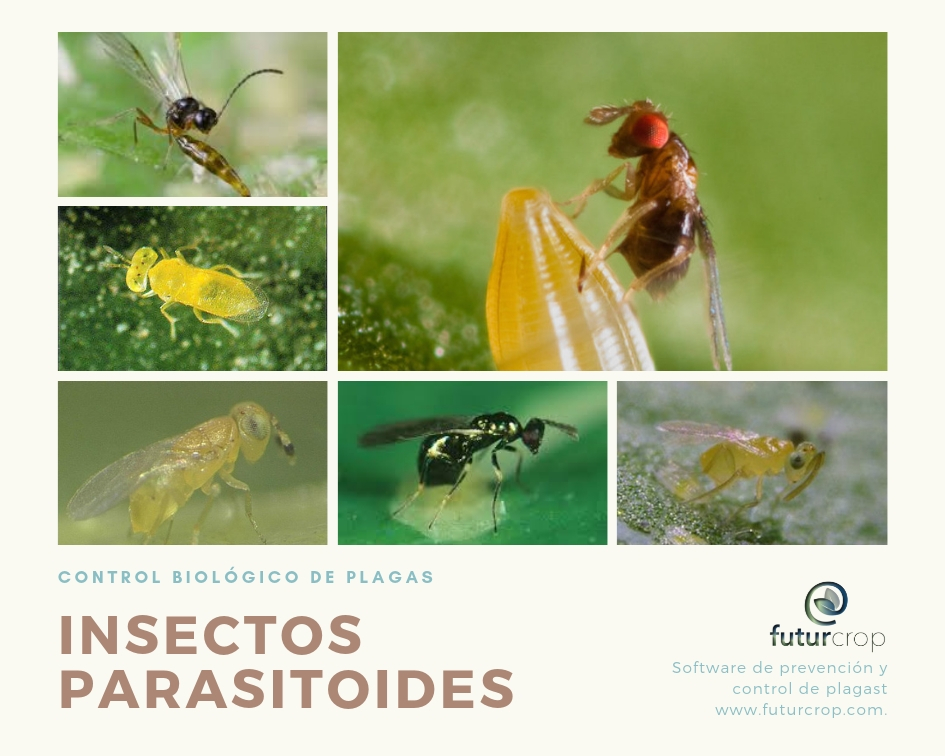 Control biológico de plagas mediante insectos parasitoides