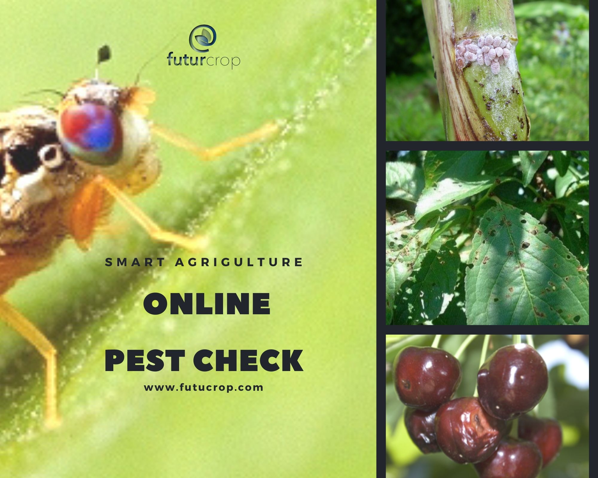 Online pest identification tool, by type of crop damage.