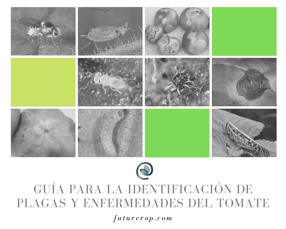 Guía para la Identificación de plagas y enfermedades del tomate