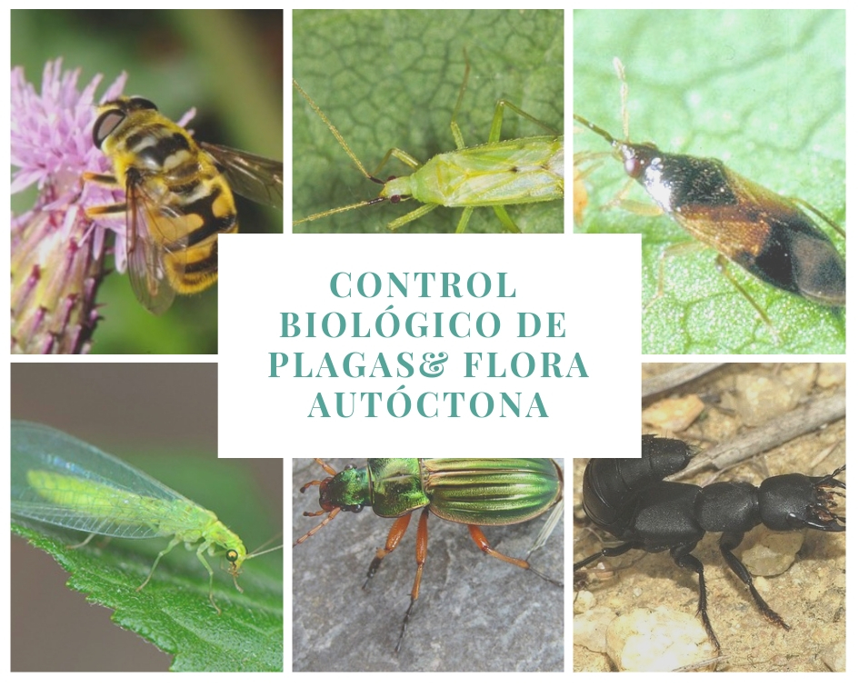 Cómo favorecer la biodiversidad y el control biológico de plagas