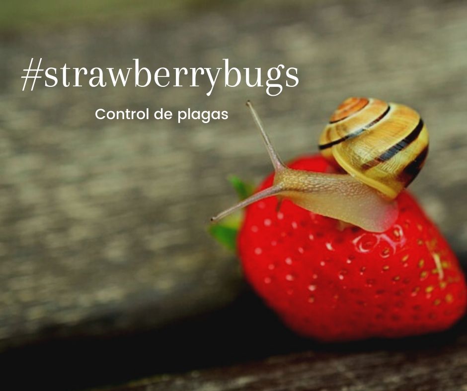 #strawberrybugs