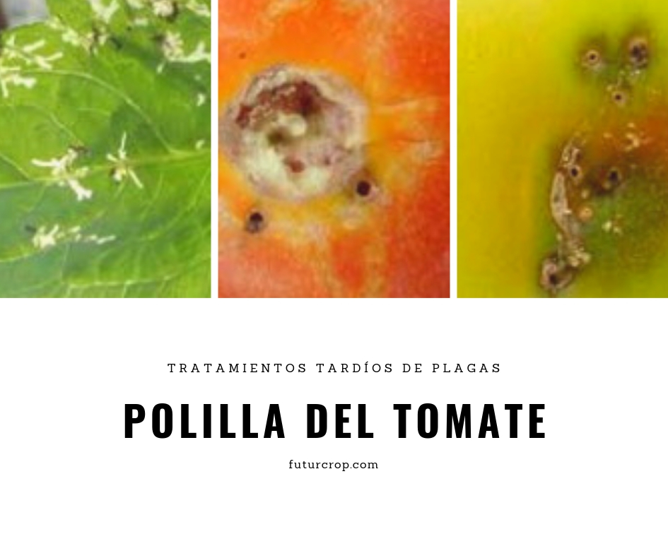 Control de la polilla del tomate