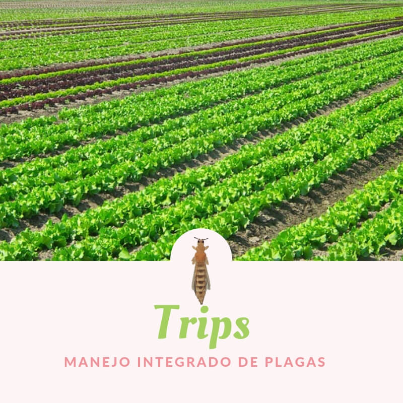 Control de Trips en los cultivos 