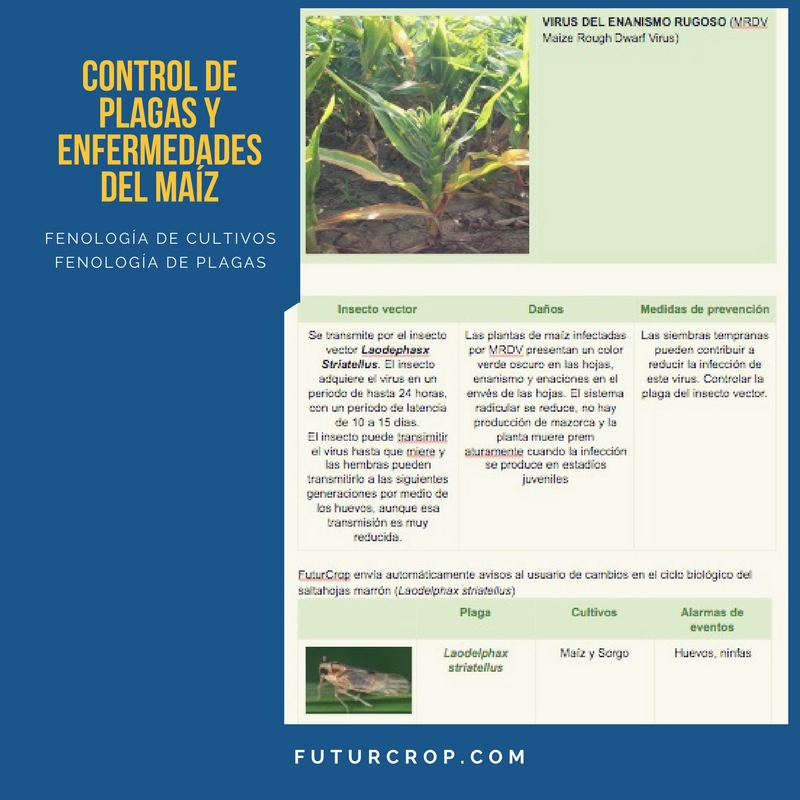 Control de las principales plagas y enfermedades del maíz
