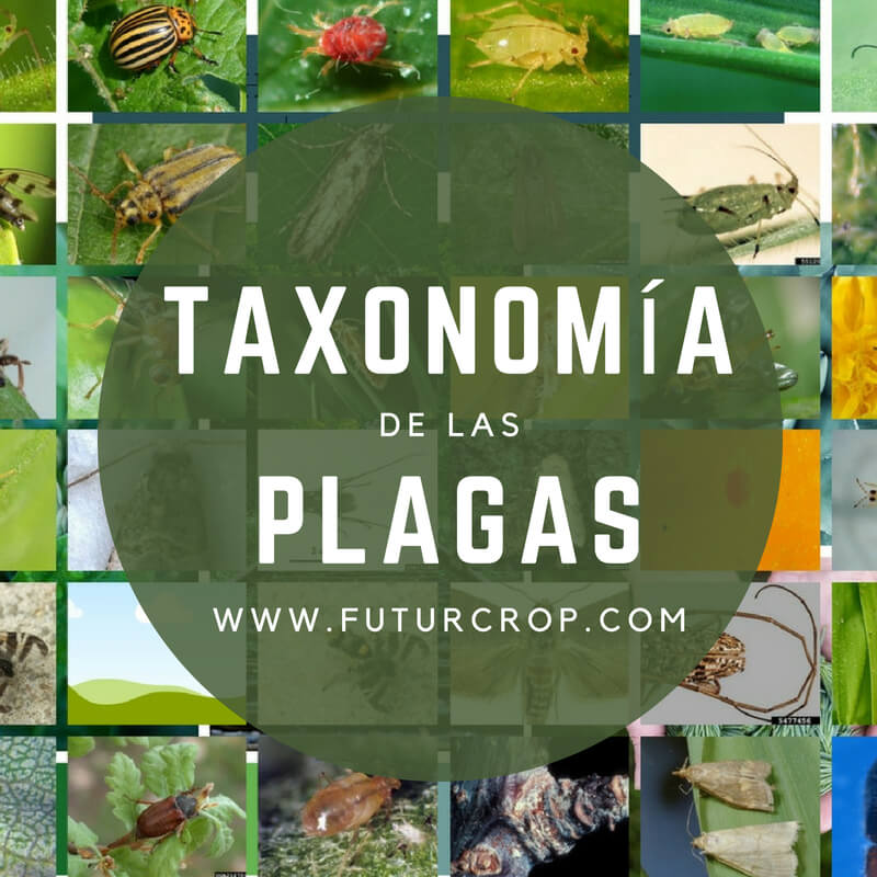 Taxonomía de las plagas