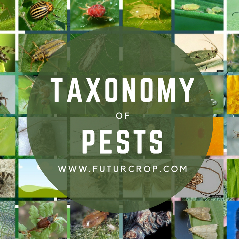 Taxonomy of pests