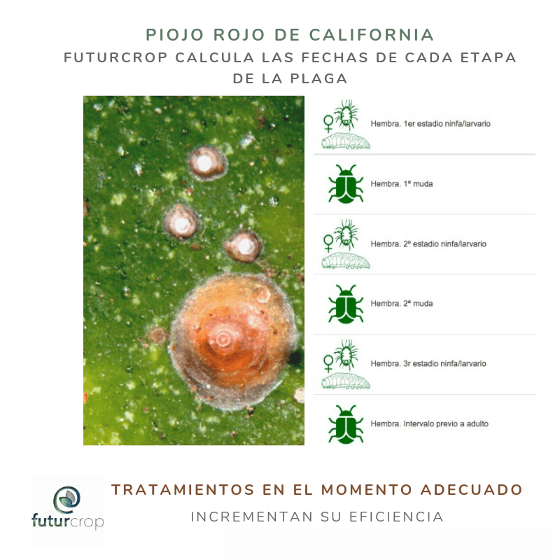 Claves del control químico del Piojo rojo de California