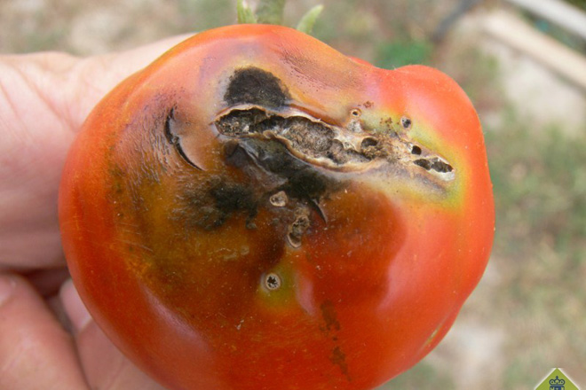 Eficiencia y ahorro de costes en el tratamiento de la polilla del tomate