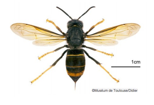 El avispón asiático, Vespa velutina spp. nigrithorax, amenaza de los cultivos.